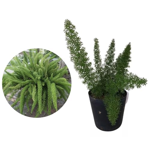 Genérico, Muda de Aspargo Rabo De Gato 20 a 40cm AMK - Plantas Online