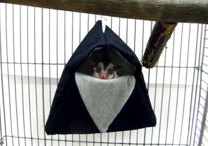 Amazon.co.jp: モモンガ テント (フクロモモンガのおしゃれな寝袋