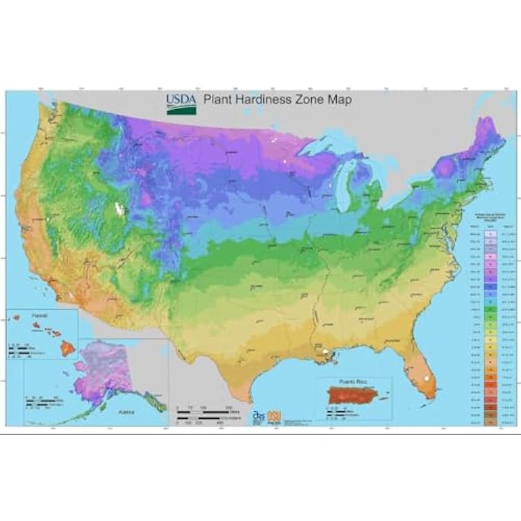 Mulberry Dwarf Everbearing Price Includes Four (4) Plants Includes 'Hello Organics' Plant Tags