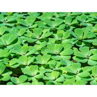 MITU Water Lettuce Live Plant | Water Cabbage Plant for Pond, Aquarium | Pack Off 5| Floating Plant (A08) (B0CNGDM6F9) Amazon Price History, Amazon Price Tracker