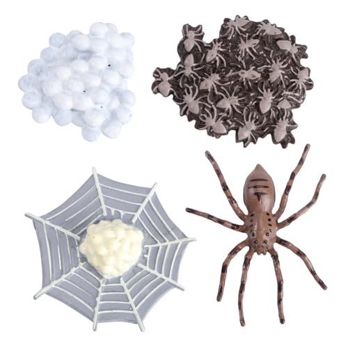 WOONEKY Kreative Tierwachstumsmodelle Spider Lebenszyklus Lernspielzeug Kinder Vorschule Abs Ebene Diorama Dekoration Für Unterricht Und Party