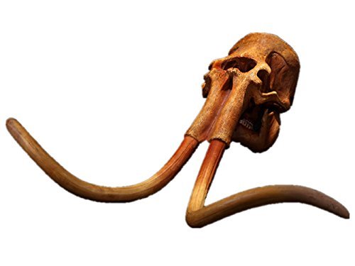 Gmasking Resin Mammoth Skull Model Replica Gmasking Resin Mammoth Skull Model Replica