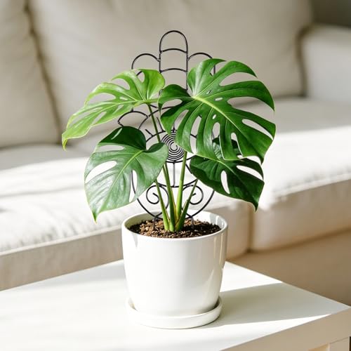 2 Pack Decorative Plant Trellis, 15 Inch Hand Style Metal Plant Support Stakes, Metal Decorative Curved Art Plant Trellis for Indoor Potted Climbing Plants Vines Flower Houseplant Garden Decor — view 6