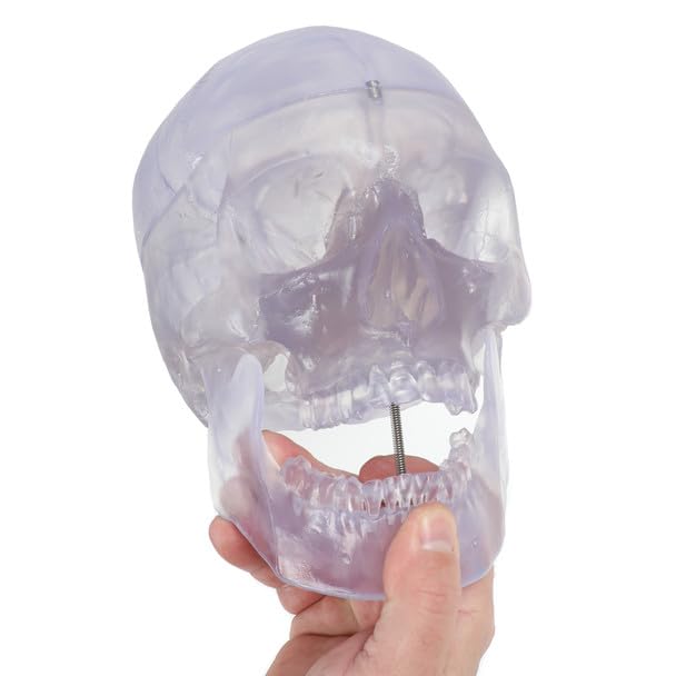 Axis Scientific 3-Part Life-Size Clear Human Skull - Detailed Articulated Translucent Anatomy Model for Anatomists and Medical Students - Display Human Skull Features - Durable and Realistic