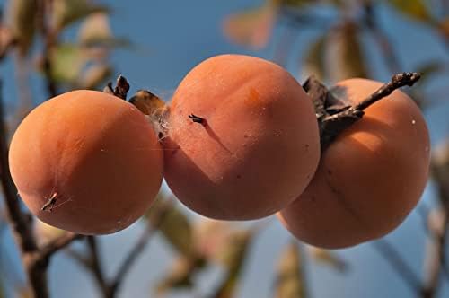 Gro From Texas Persimmon Seeds for Planting Outdoors - American Persimmon Fruit Tree Seed (Diospyros Texana) 20+ Seeds