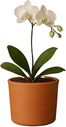 Cachepot de Cerâmica Cilíndrico - Ideal para Orquídeas e Decoração de Jardim