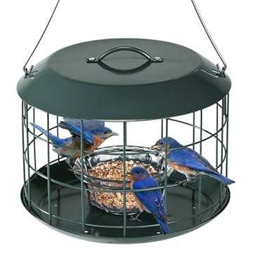 best bird feeders for common grackles that will surprise you 2 best bird feeders for common grackles