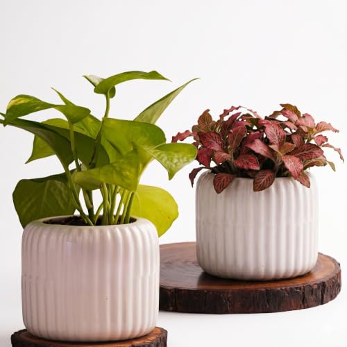 Image of Plant Pots for Indoor Plants, Succulents | Fluted Ceramic Planters for Living Room, Home & Office Decor (Set of 2, Off-White)
