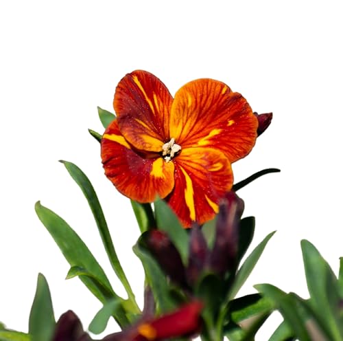 WallFlower 'Tom Thumb', 6 x Plug Plant Pack, WallFlower Plants, Bedding Plants, Garden Flowers, Wallflowers, Garden Ready and Ready to Plant, Premium Quality Flowers