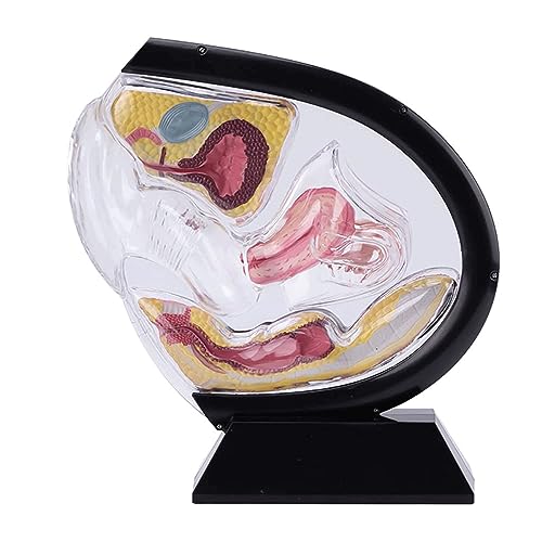 OUFEIJIA Uterus Model Female Transparent Uterine Anatomy Model PVC Material for Medical Educational Training