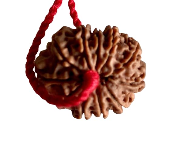 SRT Rudra 11 Mukhi Rudraksha Original Certified Nepali Gyarah Mukhi Rudraksha Oval Shape 11 Mukhi Rudraksh Nepal Brown Beads 11 Face Rudrakshaa Blessed by Lord Hanuman 11 Mukhis Rudrksha Pendant नेपाल 11 मुखी रुद्राक्ष