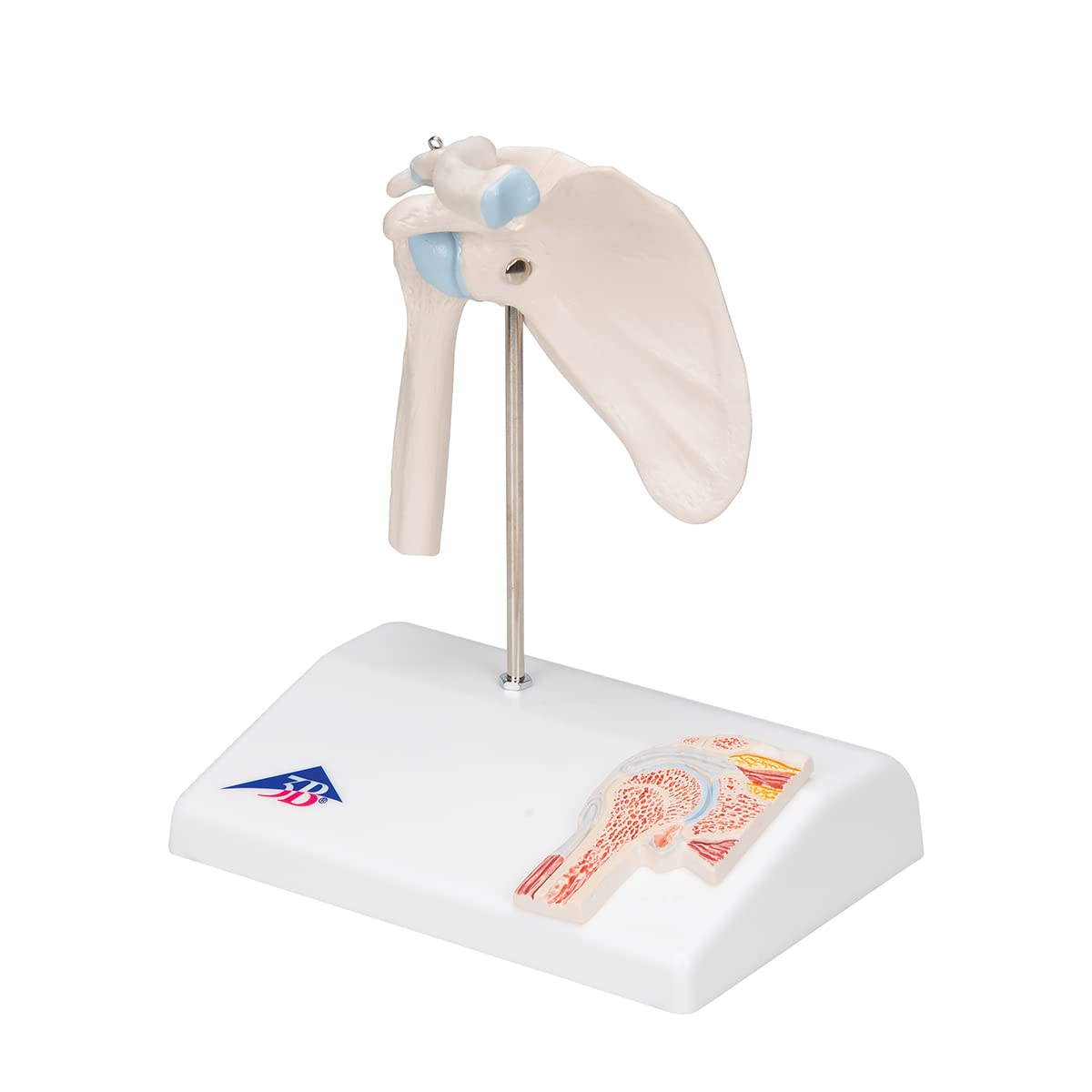 3B Scientific A86/1 Mini Articolazione della Spalla con Sezione Trasversale, su Base + software gratuito di anatomia - 3B Smart Anatomy