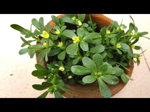 Common Purslane (Portulaca oleracea) DESI KULFA Outdoor Plant Nursery Set of 2 - Kulfa/Common Purslane (Any Colour) iN BLACK POT-image-15
