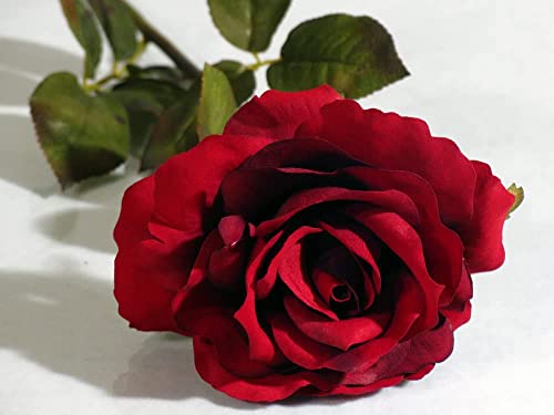 Mother's Day Red Rose Plants, Hybrid Tea 'Deep Secret', 1 x Full Plant in 5L Pot, Rose Bush, Garden Ready and Ready to Plant, Premium Quality Roses