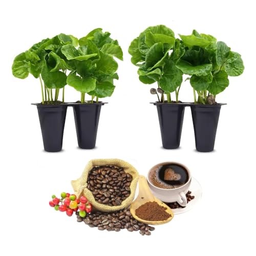 Coffee Plant Arabica (4 Pack) Real Live Plant for Sale | Coffee Lover's Dream | Easy to Grow Live for Planting | Grow Yo