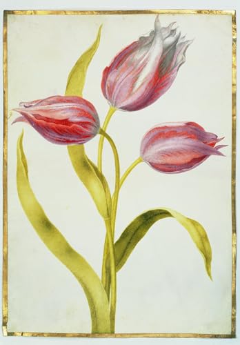 Affiche toile tulipes Nicolas Robert poster impression d'affiches d'art