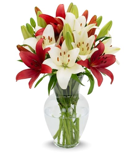 Stargazer Barn - 10 Stem Red & White Asiatic Lilies (Vase Not Included) - Fresh Flowers for Delivery - Gift for Anniversary, Birthday, Congratulations, Get Well, Graduation, Sympathy, Valentine\'s Day