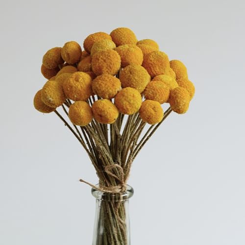 20 flores secas amarillas Billy Balls miniatura 3