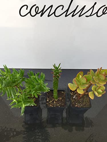 Tris di piante grasse e succulente: Crassula Ovata, Tetragona e Opuntia Subulata - coltivazione bio - età 2 anni - Image 5
