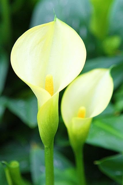 Radha Krishna Agriculture® Calla lily imported flowers bulbs for Your Garden | peach color Calla lily Flowering Plants Bulbs | all season Flowering bulb for Planters pack of 1 bulb 2