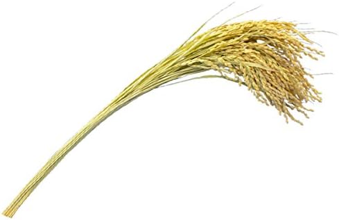 Amazon Co Jp マルタカ 縁起物 稲穂 1束 30本 品番 家電 カメラ