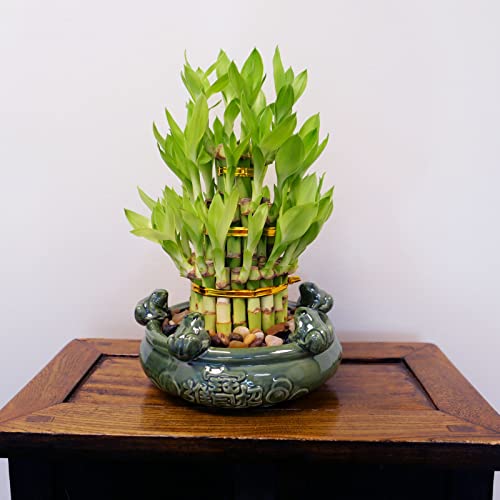 Athena'S Garden Athena’S Garden Lucky Bamboo Indoor Live Plant 3 Tier Tower Fresh Plant In Ceramic Planter thumb #2