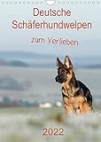 Autor(in): Petra Schiller Deutsche Schäferhundwelpen zum Verlieben (Wandkalender 2022 DIN A4 hoch)