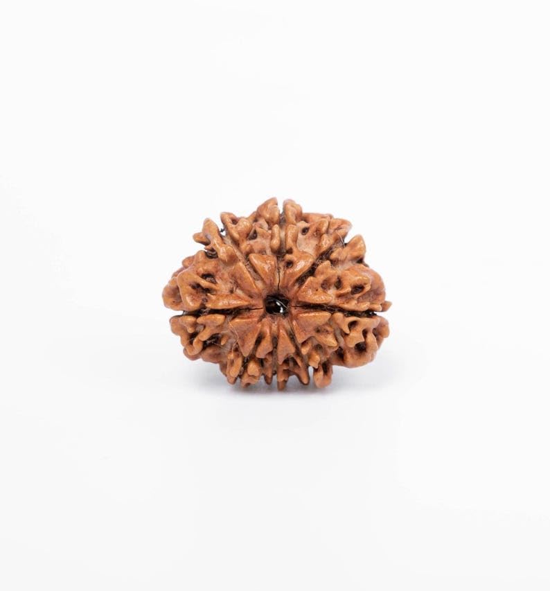 Authentic Nepali Rudraksha Bead | Gem for Spiritual Connection, Balance, & Positive Energy | Sourced from Nepal | Ideal for Meditation, Yoga, Prayer & Stress Healing 8 Mukhi