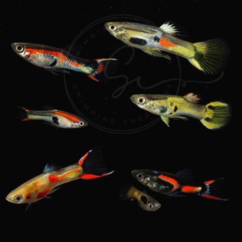 6 Assorted Color Endler Guppies