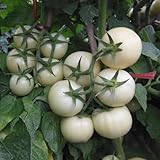 100 piezas de semillas de tomate blanco