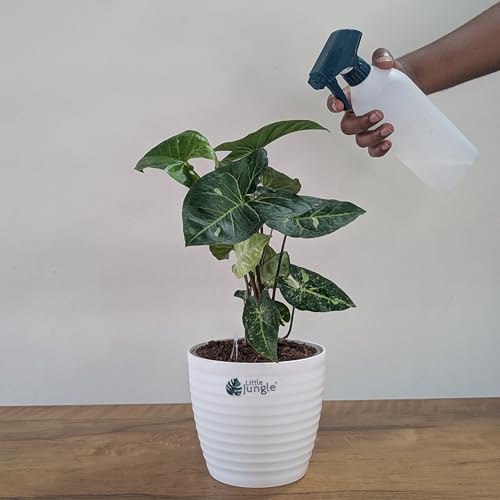 Image of LittleJungle Syngonium (Panda Galaxy Hybrid) - Live Plant with 5.5 Inches White Decor Pot | Indoor Plants For Home | Office Desk | Air Purifying Plant | Live Plant With Pot For Home Decor |