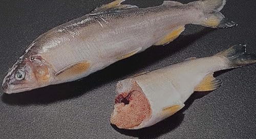 国産 子持ち鮎 1kg×10P(P13〜16尾)冷凍 業務用