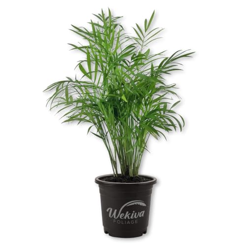 Neanthe Bella Parlor Palm - Live Plant in a 4 Inch Pot - Chamaedorea Elegans - Beautiful Clean Air...