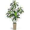 Artificial Dracaena Tree 6FT 6 Feet Tall Fake Tree for Home Decor Indoor with Modern Style Planter Artificial Silk Tree for Home Office Living Room Indoor Lifelike Lush Champagne