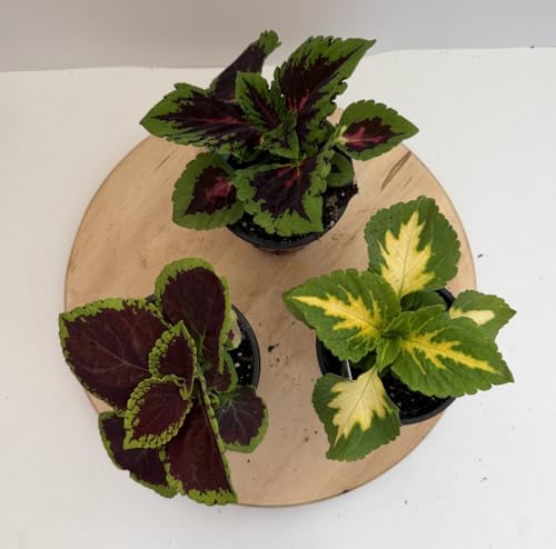 Coleus Live Indoor Plant Colorful Foliage Assorted Varieties 3 Pack