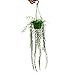 Produktbild Exotenherz - Zimmerpflanze zum Hängen - Hoya linearis - Wachsblume 14cm Ampel