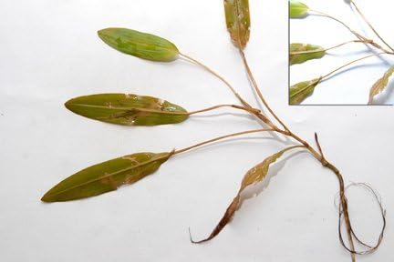 Miniatura 8 de Crystal Blue Herbicida acuático Tsunami DQ galón - 373  dibromuro diquat herbicida acuático concentrado para lagos y estanques lenteja de agua hoja