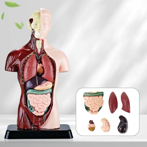 Modèle d'anatomie humaine pour aider les élèves en sciences