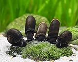 garnelio – 5 x Estanque Post Horn Caracol – planorbella duryi duryi
