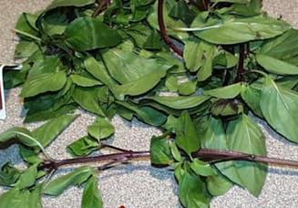 Fresh Thai Basil, 3 Count of 1 lb Bag - Aromatic Spikes, Anise Flavor, Essential for Asian Cuisine