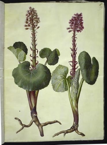 Lienzo pintura vintage Petasites Hybridus de Hans Simon Holtzbecker, 60x90cm