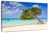 Elephant Stock - Aruba Beach Divi Divi Tree Wall Art - Horizontal Canvas Wall Art - Living Room Wall Decor - Photography Beach Canvas Art - Green And Beige Decor - 12' x 8'