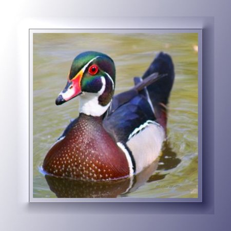 Interrupteur à baïonnette Wood Duck 3dRose, plaque de commande multicolore - 4