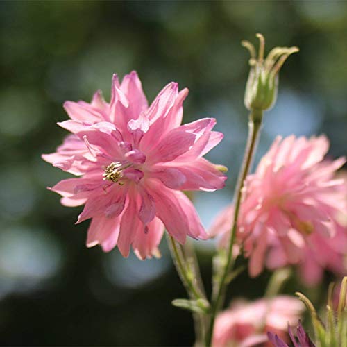 Semillas de plantas japonesas Aquilegia Viridiflora 30pcs Plantas de flores dobles rosas...