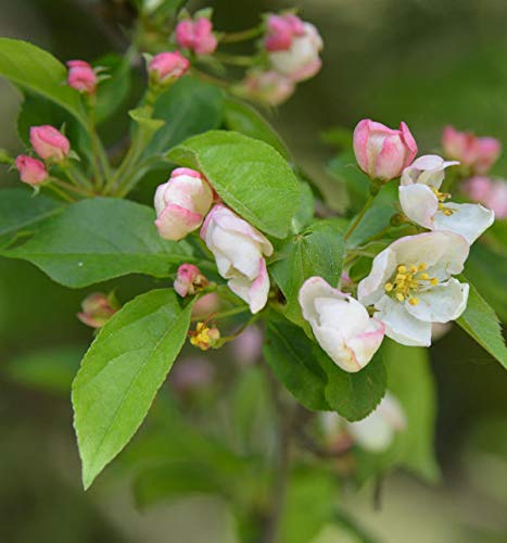 Kleinfruchtiger Zierapfel 100-125cm - Malus toringo - lebende Gartenpflanze aus den Baumschulen