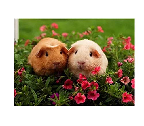 YSCOLOR Diamant Painting Kit – Niedliches Meerschweinchen, 30x40 Cm, Volle Runde Steine