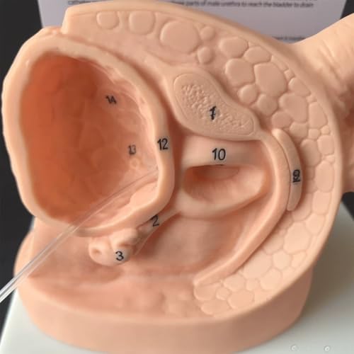 Modèle de cathéter pour perfectionner les compétences cliniques - 6