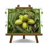 EURO PLANTS VIVAI