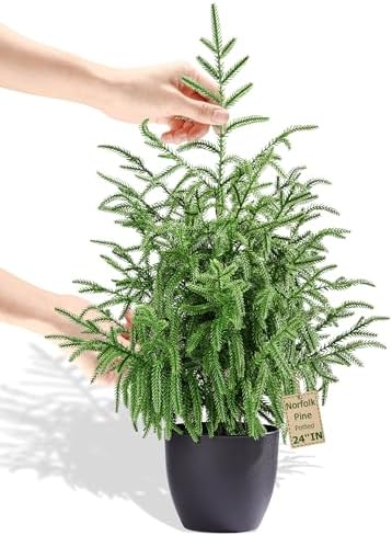 2FT/24 Inch Norfolk Pine Tree, Tabletop Small Christmas Tree Decor, Artificial Faux Potted Planter Porch Fake Cypress UV Resistant Outdoor Greenery Topiary Tree