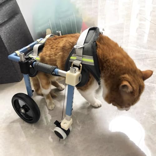 Fauteuil roulant pour grand chien XXL soulage l'arthrose et soutient les pattes